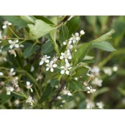 Storfrugtet Surbær 'Hugin' Aronia Melanocarpa 'Hugin' Potte 3,0 Liter,- Opbundet -Osmo Salgsbutik fi13770 aronia melanocarpa hugin 9fb4