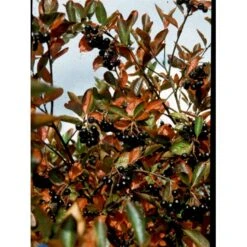 Storfrugtet Surbær 'Hugin' Aronia Melanocarpa 'Hugin' Potte 3,0 Liter,- Opbundet -Osmo Salgsbutik fi13770 aronia melanocarpa hugin e7ec