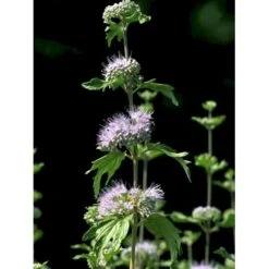 Blåskæg 'Kew Blue' Caryopteris Clandonensis 'Kew Blue' Potte 4,0 Liter,- 30-40 Cm. -Osmo Salgsbutik fi14205 caryopteris clandon kew blue 5fd6