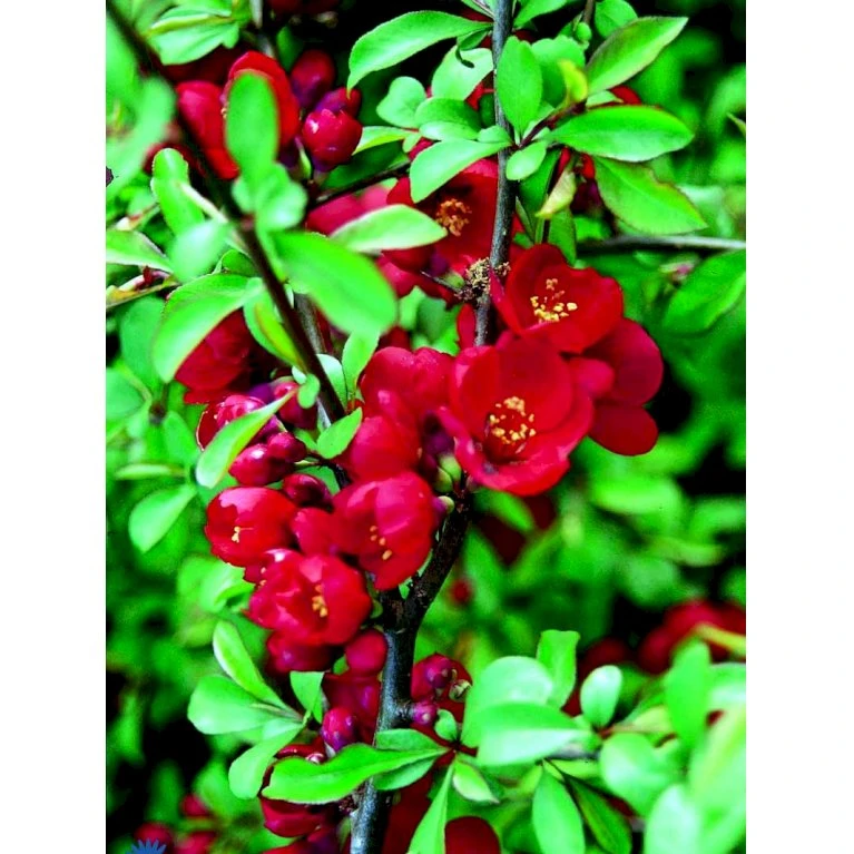 Japansk Kvæde 'Crimson And Gold' Chaenomeles Hyb. 'Crimson And Gold' 3,5 Liter Potte 4 Japansk Kvæde 'Crimson And Gold' Chaenomeles Hyb. 'Crimson And Gold' 3,5 Liter Potte - Billede 4