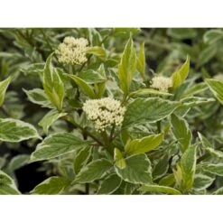 Hvidbroget Kornel 'Sibirica Variegata' Cornus Alba 'Sibirica Variegata' Potte 6,5 Liter 50-60 Cm. 5 Hvidbroget Kornel 'Sibirica Variegata' Cornus Alba 'Sibirica Variegata' Potte 6,5 Liter 50-60 Cm. -Osmo Salgsbutik fi14313 cornus alba sibirica variegata b7d8