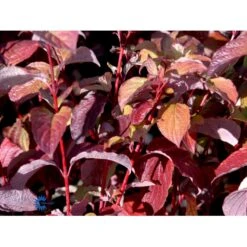 Rødgrenet Kornel 'Sibirica' Cornus Alba 'Sibirica' Barrods,- 1 års (0/1) 50-80 Cm. 13 Rødgrenet Kornel 'Sibirica' Cornus Alba 'Sibirica' Barrods,- 1 års (0/1) 50-80 Cm. -Osmo Salgsbutik fi14314 cornus alba sibirica 12d8