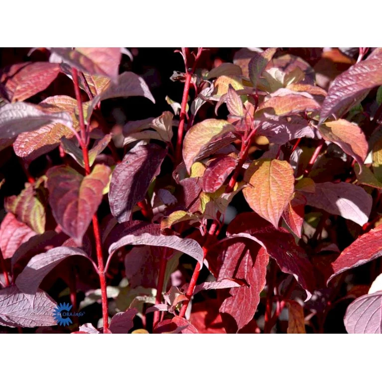 Rødgrenet Kornel 'Sibirica' Cornus Alba 'Sibirica' Barrods,- 1 års (0/1) 50-80 Cm. 7 Rødgrenet Kornel 'Sibirica' Cornus Alba 'Sibirica' Barrods,- 1 års (0/1) 50-80 Cm. - Billede 7