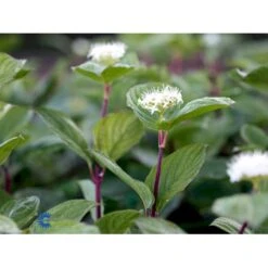 Rødgrenet Kornel 'Sibirica' Cornus Alba 'Sibirica' Barrods,- 1 års (0/1) 50-80 Cm. 11 Rødgrenet Kornel 'Sibirica' Cornus Alba 'Sibirica' Barrods,- 1 års (0/1) 50-80 Cm. -Osmo Salgsbutik fi14314 cornus alba sibirica 9caf