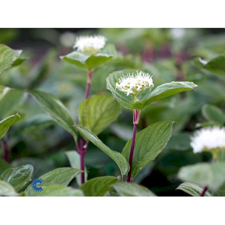 Rødgrenet Kornel 'Sibirica' Cornus Alba 'Sibirica' Barrods,- 1 års (0/1) 50-80 Cm. 5 Rødgrenet Kornel 'Sibirica' Cornus Alba 'Sibirica' Barrods,- 1 års (0/1) 50-80 Cm. - Billede 5