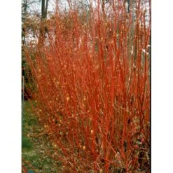Rødgrenet Kornel 'Sibirica' Cornus Alba 'Sibirica' Barrods,- 1 års (0/1) 50-80 Cm. 12 Rødgrenet Kornel 'Sibirica' Cornus Alba 'Sibirica' Barrods,- 1 års (0/1) 50-80 Cm. -Osmo Salgsbutik fi14314 cornus alba sibirica add9