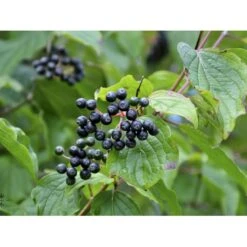 Rød Kornel Cornus Sanguinea Solitær Busk 150-200 Cm. - Med Klump -Osmo Salgsbutik fi14328 cornus sanguinea 1268