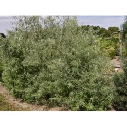 Smalbladet Sølvblad Elaeagnus Angustifolia Solitær Busk 125-150 Cm., Med Klump -Osmo Salgsbutik fi14582 elaeagnus angustifolia 0be2