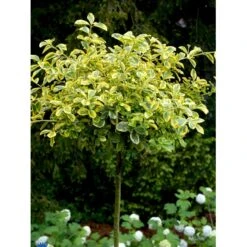 Benved 'Canadale Gold' Euonymus Japonica 'Canadale Gold' Opstammet 120 Cm. Med Potte -Osmo Salgsbutik fi14786 euonymus fortunei canadale gold 1168