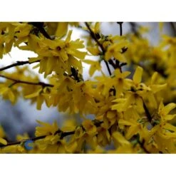 Vårguld 'Lynwood' Forsythia Intermedia 'Lynwood' Barrods,- 2 års (0/2) 50-80 Cm. -Osmo Salgsbutik fi14870 forsythia intermedia lynwood 476a