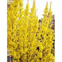 Vårguld 'Lynwood' Forsythia Intermedia 'Lynwood' Barrods,- 2 års (0/2) 50-80 Cm. -Osmo Salgsbutik fi14870 forsythia intermedia lynwood 8bb7