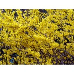 Vårguld 'Lynwood' Forsythia Intermedia 'Lynwood' Barrods,- 2 års (0/2) 50-80 Cm. -Osmo Salgsbutik fi14870 forsythia intermedia lynwood eb07