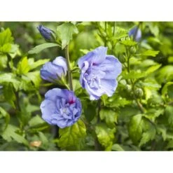 Syrisk Rose 'Blue Chiffon' Hibiscus Syriacus 'Blue Chiffon' Potte 4,0 Liter,- 50-60 Cm. 11 Syrisk Rose 'Blue Chiffon' Hibiscus Syriacus 'Blue Chiffon' Potte 4,0 Liter,- 50-60 Cm. -Osmo Salgsbutik fi14996 hibiscus syriacus blue chiffon 44a7