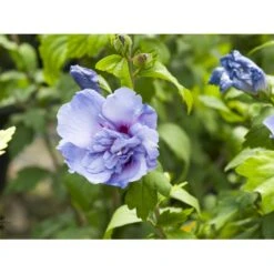 Syrisk Rose 'Blue Chiffon' Hibiscus Syriacus 'Blue Chiffon' Potte 4,0 Liter,- 50-60 Cm. 10 Syrisk Rose 'Blue Chiffon' Hibiscus Syriacus 'Blue Chiffon' Potte 4,0 Liter,- 50-60 Cm. -Osmo Salgsbutik fi14996 hibiscus syriacus blue chiffon aa4a