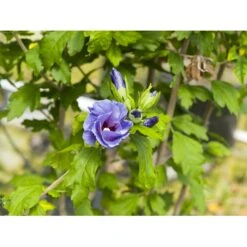 Syrisk Rose 'Marina' Hibiscus Syriacus 'Marina' Potte 4,0 Liter,- 50-60 Cm. 8 Syrisk Rose 'Marina' Hibiscus Syriacus 'Marina' Potte 4,0 Liter,- 50-60 Cm. -Osmo Salgsbutik fi15012 hibiscus syriacus marina 722f