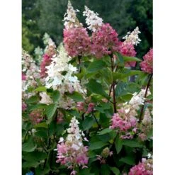 Syrén-Hortensia 'Pinky-Winky' ® Hydrangea Paniculata 'Pinky-winky' ® Potte 4,0 Liter,- 40-50 Cm. -Osmo Salgsbutik fi15201 hydrangea paniculata pinky winky 007d