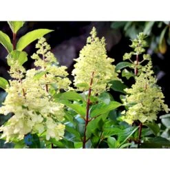 Syrén-Hortensia 'Pinky-Winky' ® Hydrangea Paniculata 'Pinky-winky' ® Potte 4,0 Liter,- 40-50 Cm. -Osmo Salgsbutik fi15201 hydrangea paniculata pinky winky ee93