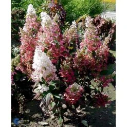 Syrén-Hortensia 'Pinky-Winky' ® Hydrangea Paniculata 'Pinky-winky' ® Potte 4,0 Liter,- 40-50 Cm. -Osmo Salgsbutik fi15201 hydrangea paniculata pinky winky f9a8