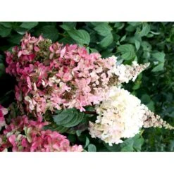 Syrén-Hortensia 'Pinky-Winky' ® Hydrangea Paniculata 'Pinky-winky' ® Potte 4,0 Liter,- 40-50 Cm. -Osmo Salgsbutik fi15201 hydrangea paniculata pinky winky fe50