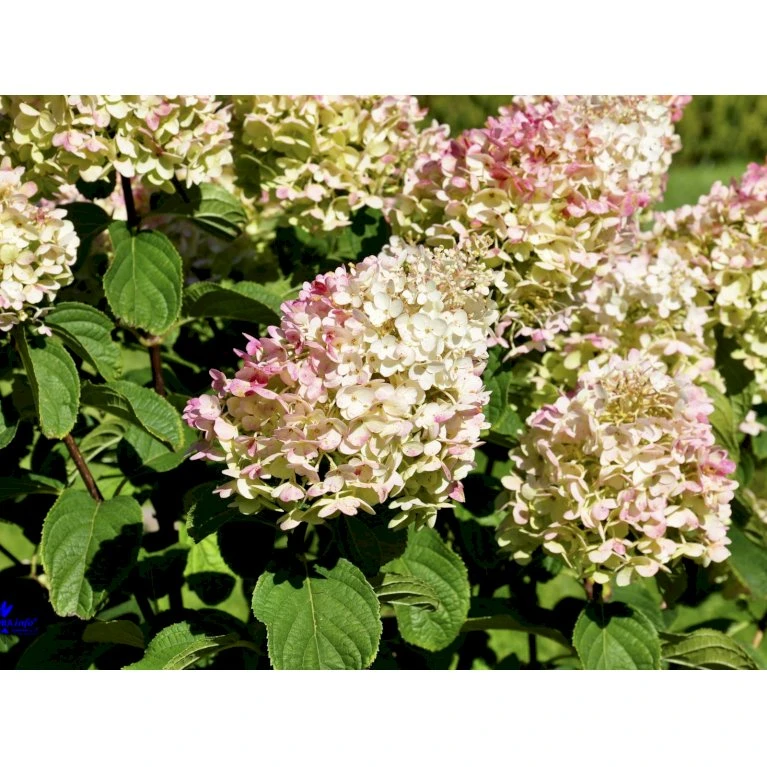 Syrén-Hortensia 'Silver Dollar' Hydrangea Paniculata 'Silver Dollar' Potte 3,0 Liter,- 25-30 Cm. 5 Syrén-Hortensia 'Silver Dollar' Hydrangea Paniculata 'Silver Dollar' Potte 3,0 Liter,- 25-30 Cm. - Billede 5