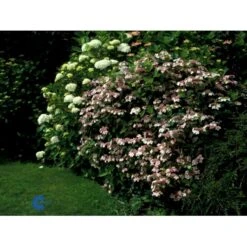 Japansk Hortensia 'Bluebird' Hydrangea Serrata 'Bluebird' 3,5 Liter Potte -Osmo Salgsbutik fi15219 hydrangea serrata bluebird 2a98