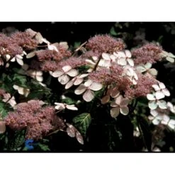 Japansk Hortensia 'Bluebird' Hydrangea Serrata 'Bluebird' 3,5 Liter Potte -Osmo Salgsbutik fi15219 hydrangea serrata bluebird 922a