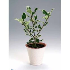 Kristtorn Ilex Aquifolium Med Klump,- 150-175 Cm. -Osmo Salgsbutik fi15282 ilex aquifolium 0a56