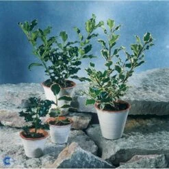 Kristtorn Ilex Aquifolium Med Klump,- 150-175 Cm. -Osmo Salgsbutik fi15282 ilex aquifolium 1d25