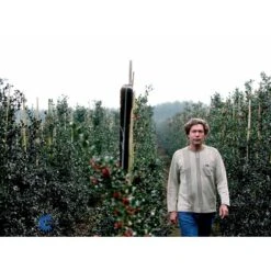 Kristtorn Ilex Aquifolium Med Klump,- 150-175 Cm. -Osmo Salgsbutik fi15282 ilex aquifolium 2710