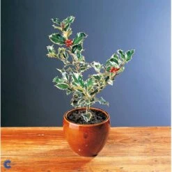 Kristtorn Ilex Aquifolium Med Klump,- 150-175 Cm. -Osmo Salgsbutik fi15282 ilex aquifolium 31e0