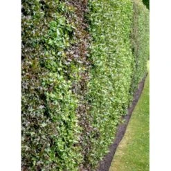 Kristtorn Ilex Aquifolium Med Klump,- 150-175 Cm. -Osmo Salgsbutik fi15282 ilex aquifolium 5ebc