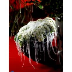 Kristtorn Ilex Aquifolium Med Klump,- 150-175 Cm. -Osmo Salgsbutik fi15282 ilex aquifolium 7082