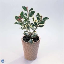 Kristtorn Ilex Aquifolium Med Klump,- 150-175 Cm. -Osmo Salgsbutik fi15282 ilex aquifolium d678