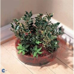 Kristtorn Ilex Aquifolium Med Klump,- 150-175 Cm. -Osmo Salgsbutik fi15282 ilex aquifolium f221