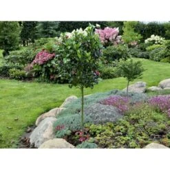 Kristtorn 'Blue Maid' Ilex Meserveae 'Blue Maid' Opstammet 90 Cm. 10 Liter Potte -Osmo Salgsbutik fi15328 ilex meserveae blue maid 029c