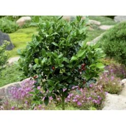 Kristtorn 'Blue Prince' Ilex Meserveae 'Blue Prince' Med Klump,- 125-150 Cm. -Osmo Salgsbutik fi15329 ilex meserveae blue prince e2de