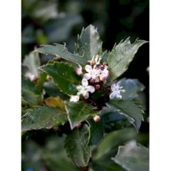 Kristtorn 'Blue Prince' Ilex Meserveae 'Blue Prince' Med Klump,- 125-150 Cm. -Osmo Salgsbutik fi15329 ilex meserveae blue prince f98d