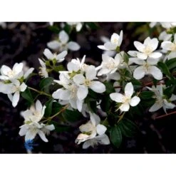 Uægte Jasmin 'Lemoinei' Philadelphus 'Lemoinei' Potte 6,5 Liter 60-80 Cm. -Osmo Salgsbutik fi15613 philadelphus lemoinei 45b6