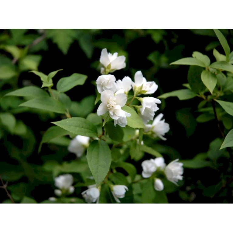 Uægte Jasmin 'Manteau D'Hermine' Philadelphus 'Manteau D'Hermine' Potte 4,0 Liter,- 30-40 Cm. 1 Uægte Jasmin 'Manteau D'Hermine' Philadelphus 'Manteau D'Hermine' Potte 4,0 Liter,- 30-40 Cm.