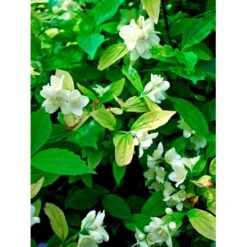 Uægte Jasmin 'Aureus' Philadelphus Coronarius 'Aureus' 5 Liter Potte -Osmo Salgsbutik fi15622 philadelphus coronarius aureus 2ea5