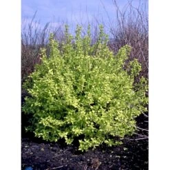 Uægte Jasmin 'Aureus' Philadelphus Coronarius 'Aureus' 5 Liter Potte -Osmo Salgsbutik fi15622 philadelphus coronarius aureus 7fc2