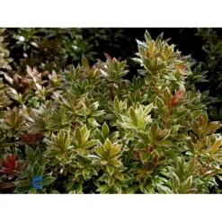 Pieris 'Little Heath' Pieris Japonica 'Little Heath' 2 Liter Potte -Osmo Salgsbutik fi15699 pieris japonica little heath 1cb7