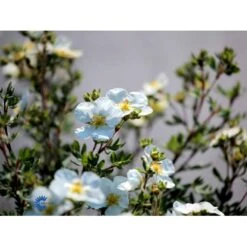 Hvid Buskpotentil 'Abbotswood' Potentilla Fruticosa 'Abbotswood' Plug + 2 års, 30-50 Cm. 12 Hvid Buskpotentil 'Abbotswood' Potentilla Fruticosa 'Abbotswood' Plug + 2 års, 30-50 Cm. -Osmo Salgsbutik fi15797 potentilla fruticosa abbotswood c98a