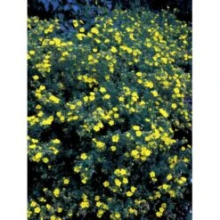 Gul Buskpotentil 'Goldfinger' Potentilla Fruticosa 'Goldfinger' Plug + 2 års, 30-50 Cm. -Osmo Salgsbutik fi15811 potentilla fruticosa goldfinger 8932