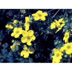 Gul Buskpotentil 'Goldfinger' Potentilla Fruticosa 'Goldfinger' Plug + 2 års, 30-50 Cm. -Osmo Salgsbutik fi15811 potentilla fruticosa goldfinger bed0