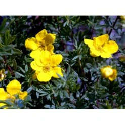 Gul Buskpotentil 'Goldfinger' Potentilla Fruticosa 'Goldfinger' Plug + 2 års, 30-50 Cm. -Osmo Salgsbutik fi15811 potentilla fruticosa goldfinger dd6c