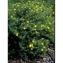 Gul Lav Buskpotentil 'Kobold' Potentilla Fruticosa 'Kobold' Plug + 2 år, 15-30 Cm. -Osmo Salgsbutik fi15822 potentilla fruticosa kobold 5b68