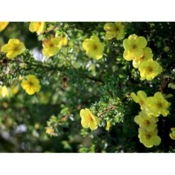 Gul Lav Buskpotentil 'Kobold' Potentilla Fruticosa 'Kobold' Plug + 2 år, 15-30 Cm. -Osmo Salgsbutik fi15822 potentilla fruticosa kobold 7dd1