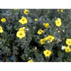 Gul Lav Buskpotentil 'Kobold' Potentilla Fruticosa 'Kobold' Plug + 2 år, 15-30 Cm. -Osmo Salgsbutik fi15822 potentilla fruticosa kobold 86d6