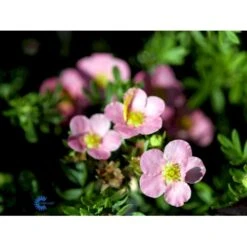 Pink Buskpotentil 'Lovely Pink' Potentilla Fruticosa 'Lovely Pink' Plug + 2 års, 20-40 Cm. -Osmo Salgsbutik fi15836 potentilla fruticosa pink beauty 6d2f